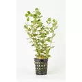 Rotala ceylon - RATAJ (koszyk)