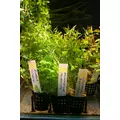 Rotala ceylon - RATAJ (koszyk)