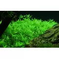 Rotala green (in-vitro) puszka 10cm XXL