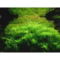 Rotala green (in-vitro) puszka 10cm XXL