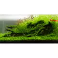Rotala green (in-vitro) puszka 10cm XXL