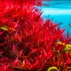 Rotala Hra - RA koszyk XXL