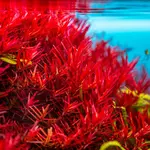 Rotala Hra - RA koszyk XXL