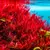 Rotala Hra - RA koszyk XXL