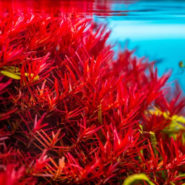 Rotala Hra - RA koszyk XXL