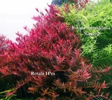 Rotala Hra - RA koszyk XXL