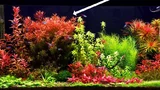 Rotala Hra - RA koszyk XXL