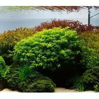 Rotala macrandra narrow green - RA koszyk XXL - RARYTAS!