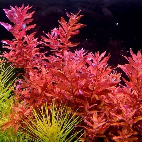 Rotala macrandra - RA koszyk XXL
