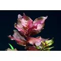 Rotala macrandra - RA koszyk XXL