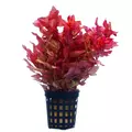 Rotala macrandra - RA koszyk XXL