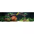 Rotala macrandra - RA koszyk XXL