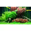 Rotala macrandra - RA koszyk XXL
