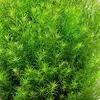 Rotala nanjenshan - RA koszyk XXL