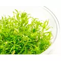 Rotala nanjenshan - RA koszyk XXL