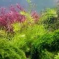 Rotala nanjenshan - RA koszyk XXL