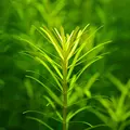 Rotala nanjenshan - RA koszyk XXL