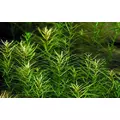 Rotala nanjenshan - RA koszyk XXL