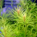 Rotala nanjenshan - RA koszyk XXL