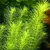 Rotala nanjenshan - RATAJ (koszyk)