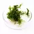 Rotala nanjenshan - sadzonka