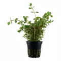Rotala rotundifolia (Rotala indica) - TROPICA (koszyk)