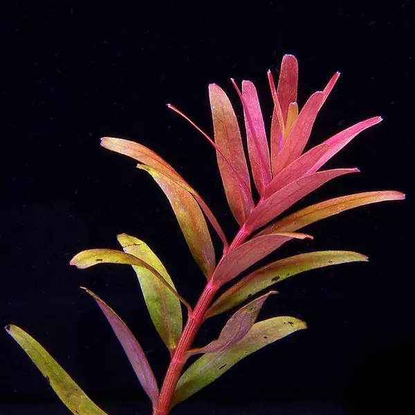 Rotala rotundifolia colorata - RA koszyk du�y XXL