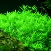 Rotala rotundifolia green - RA koszyk XXL