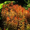 Rotala rotundifolia - RA koszyk du�y XXL