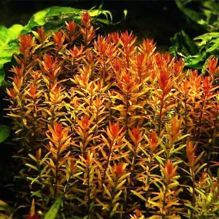 Rotala rotundifolia - RA koszyk du�y XXL