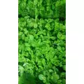 Rotala rotundifolia - RA koszyk du�y XXL