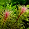 Rotala Vietnam - RA koszyk XXL