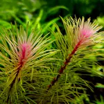Rotala Vietnam - RA koszyk XXL