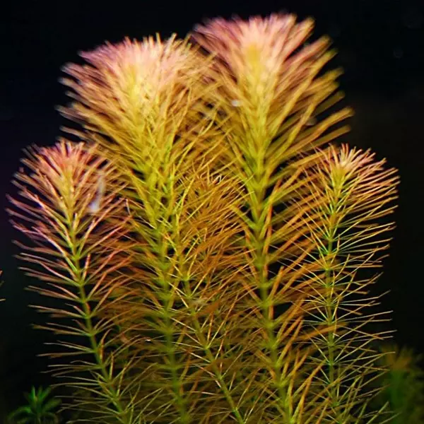 Rotala wallichii - RA koszyk XXL