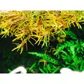 Rotala Yao Yai - in-vitro Aqua Art