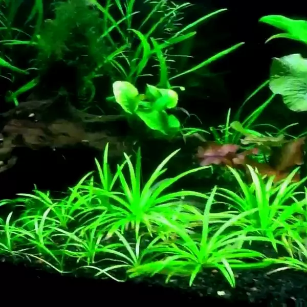 Sagittaria subulata mini - RA koszyk