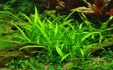 Sagittaria subulata mini - RA koszyk