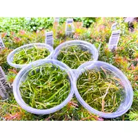 Sagittaria subulata Needle leaf