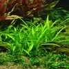 Sagittaria subulata - RA koszyk XXL