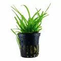 Sagittaria subulata - TROPICA (koszyk)