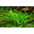 Sagittaria subulata - TROPICA (koszyk)