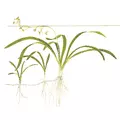 Sagittaria subulata - TROPICA (koszyk)