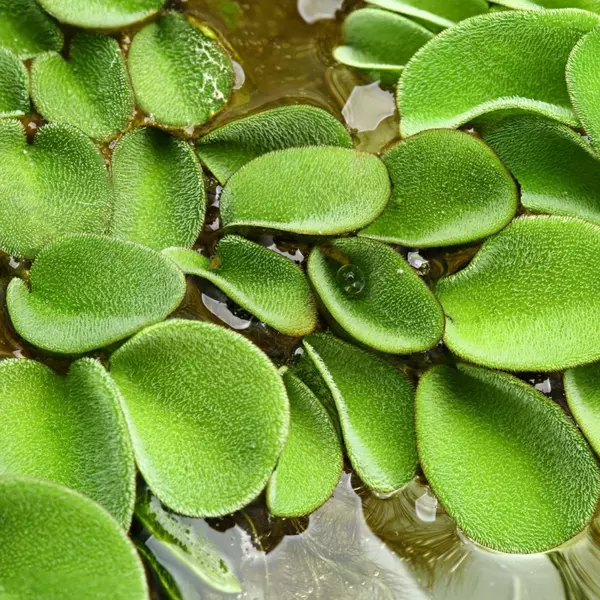 Salvinia auriculata (Salwinia uszkowata) - (in-vitro) puszka 10cm XXL