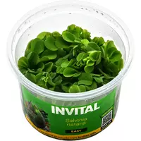 Salvinia natans