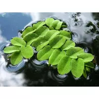 Salvinia natans - RA worek
