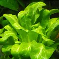 Samolus valerandii (Jarnik) - PLANTACJA (koszyk)