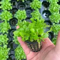 Samolus valerandii (Jarnik) - PLANTACJA (koszyk)