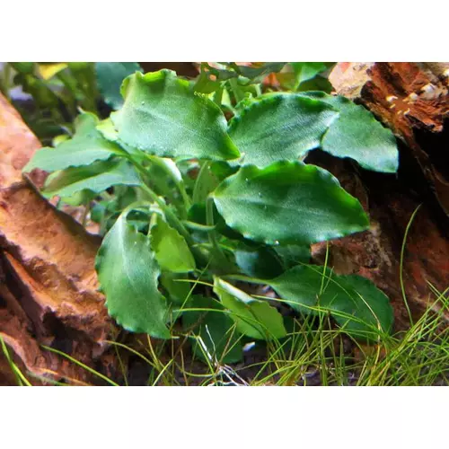 Schismatoglottis prietoi