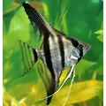 Skalar zebra - Pterophyllum scalare