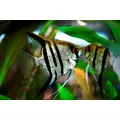 Skalar zebra - Pterophyllum scalare